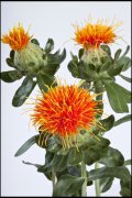 bloemen en planten vvbvanbree     1146